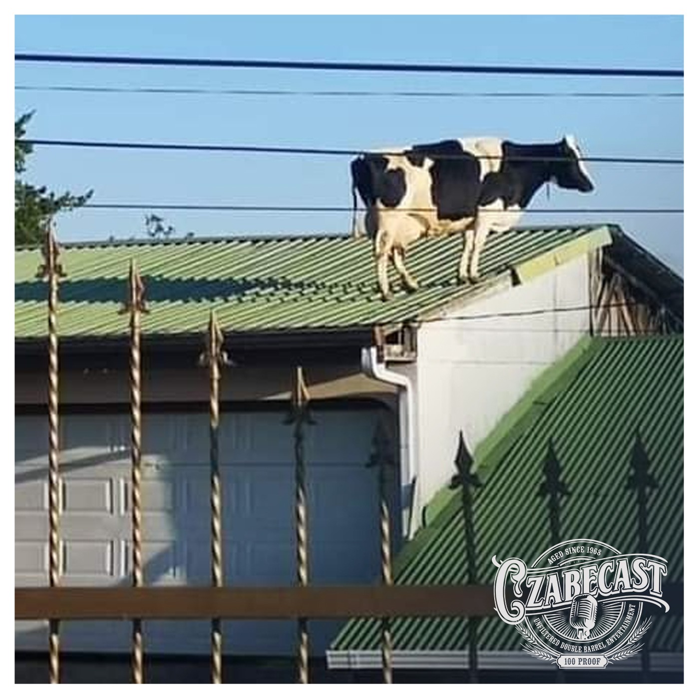 This Cow is Not the Secret Service
