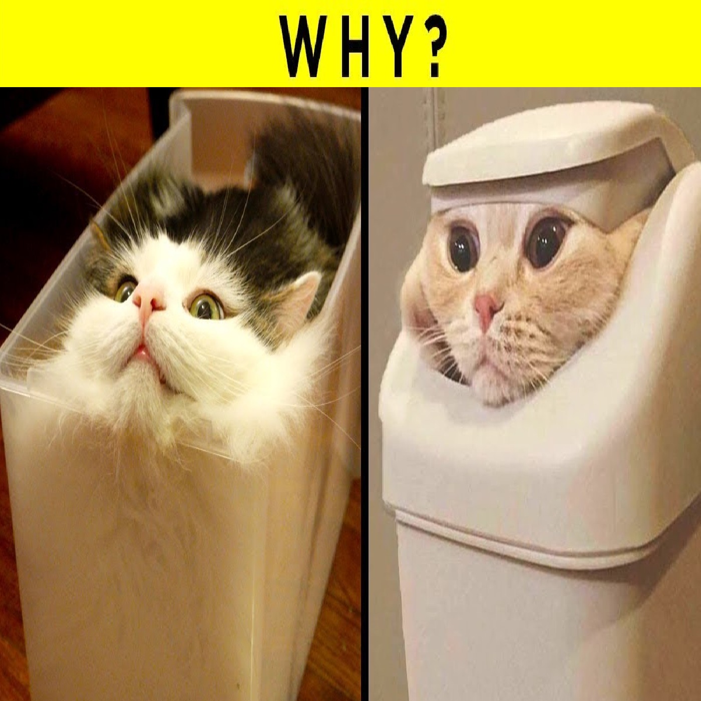 Strangest Cat Behaviors Finally Explained