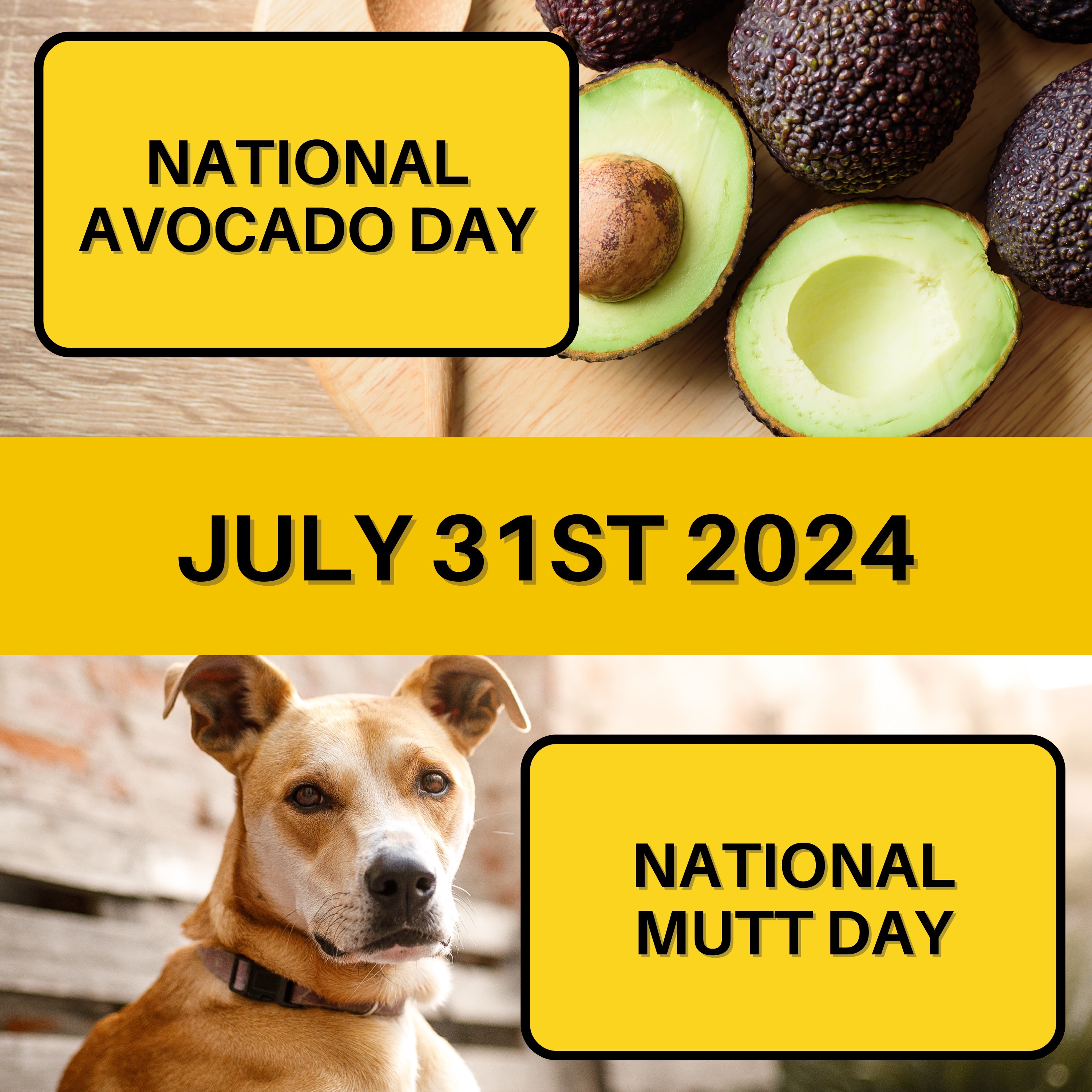 July 31, 2024 | Nutritious Delights and Furry Friends