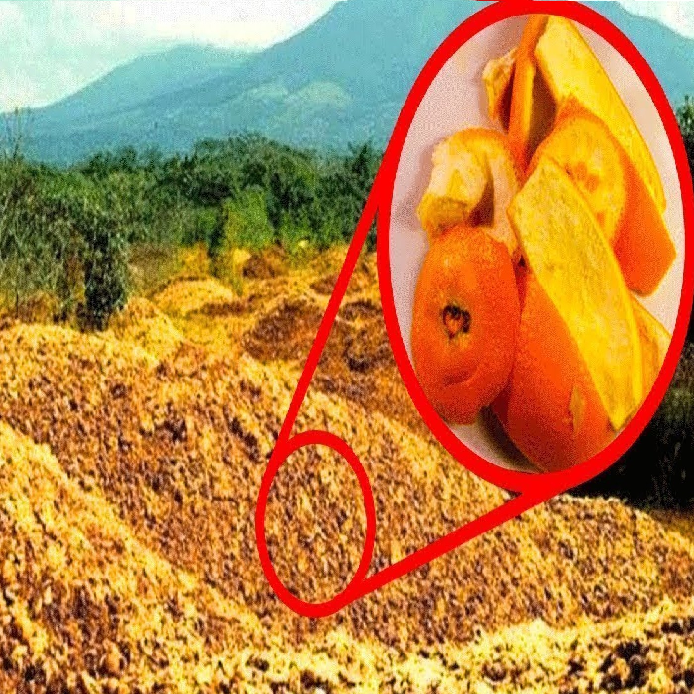 They Threw 12,000 Tonnes Of Orange Peels In A Forest. 16 Years Later They Returned to See The Results…