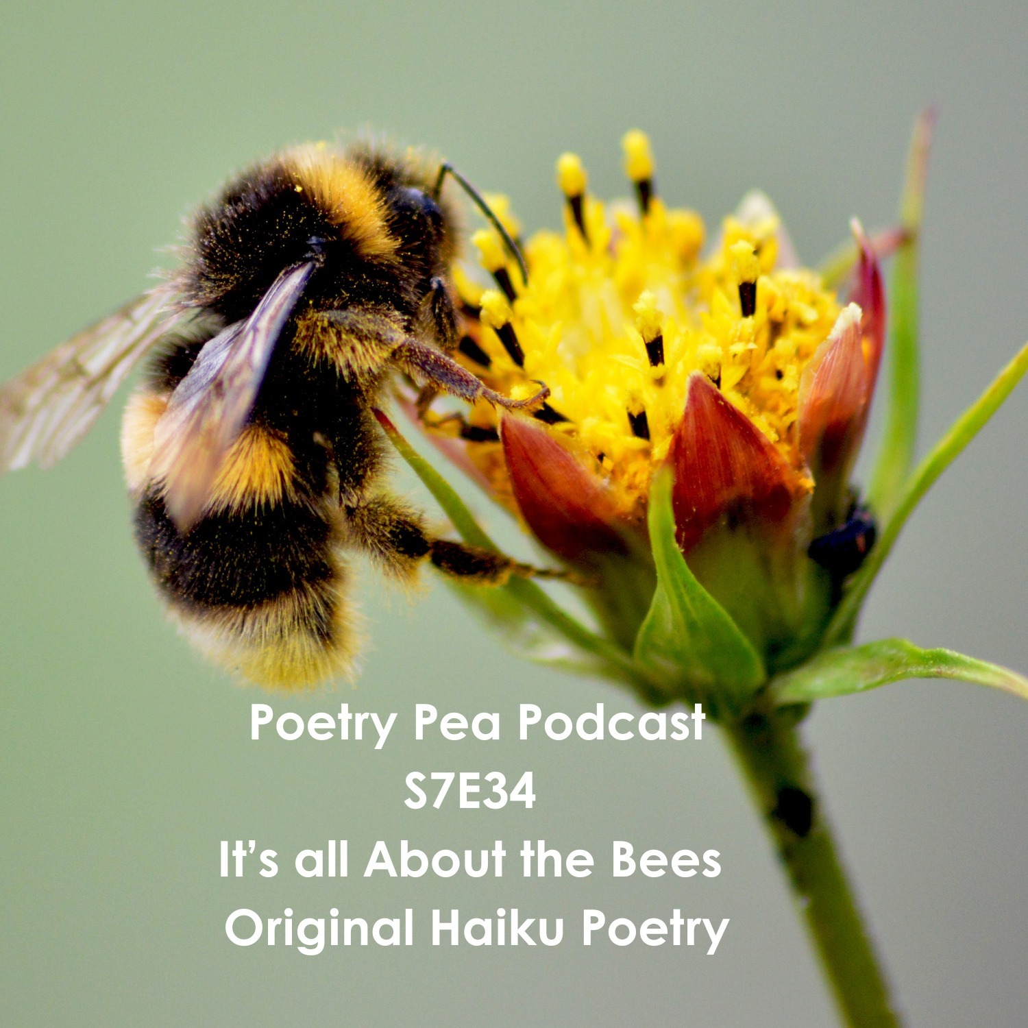 S7E34 It's all About the Bees - Original Haiku Poetry