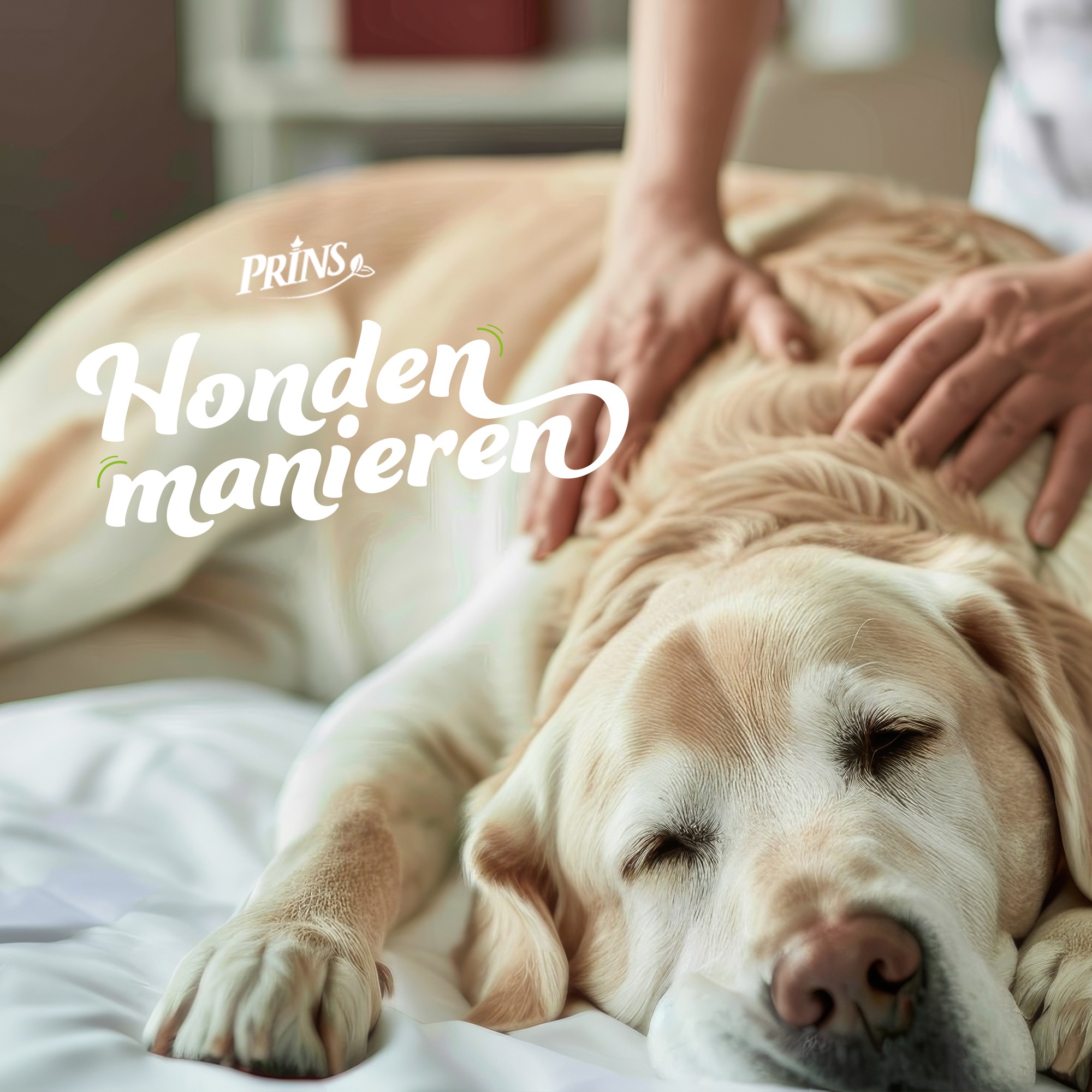 Afl. 18: Het verhaal achter de kwispel, Praktijkcases van een hondenosteopaat episode artwork