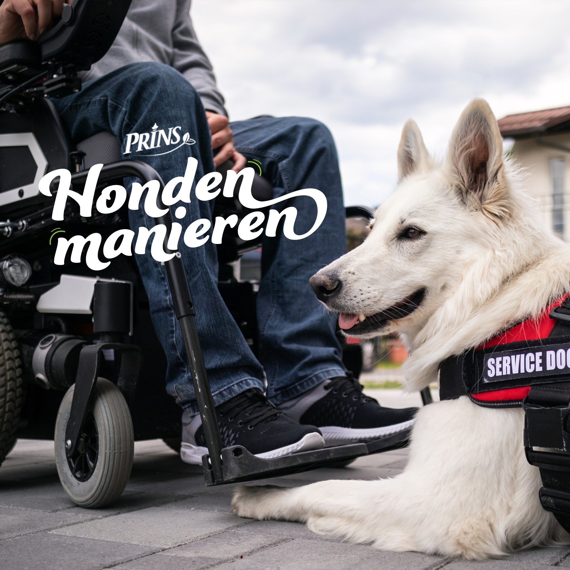 Afl. 4: Je eigen assistentiehond opleiden? episode artwork