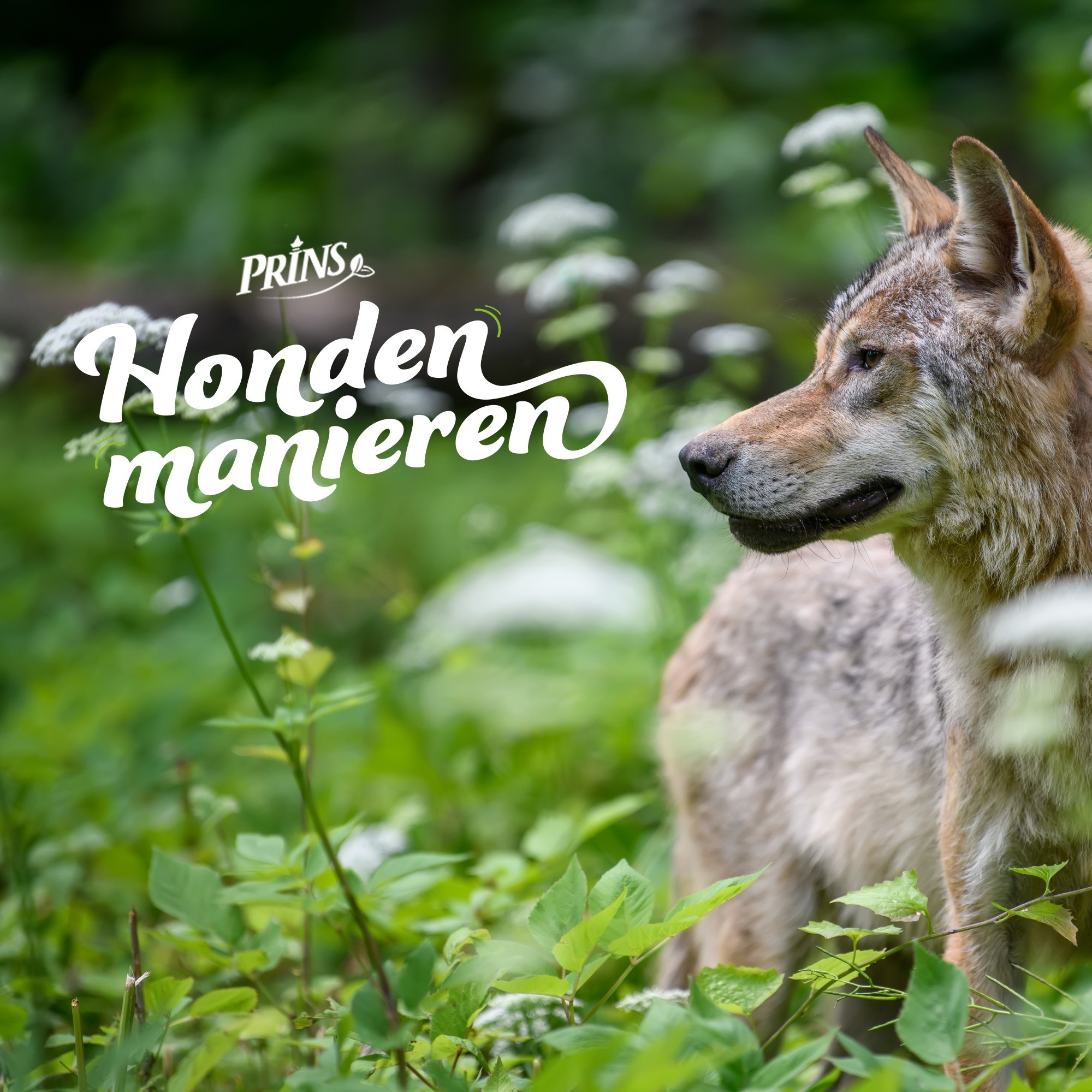 Afl. 11: De wolf is terug: Wat betekent dit voor jou en je hond? episode artwork