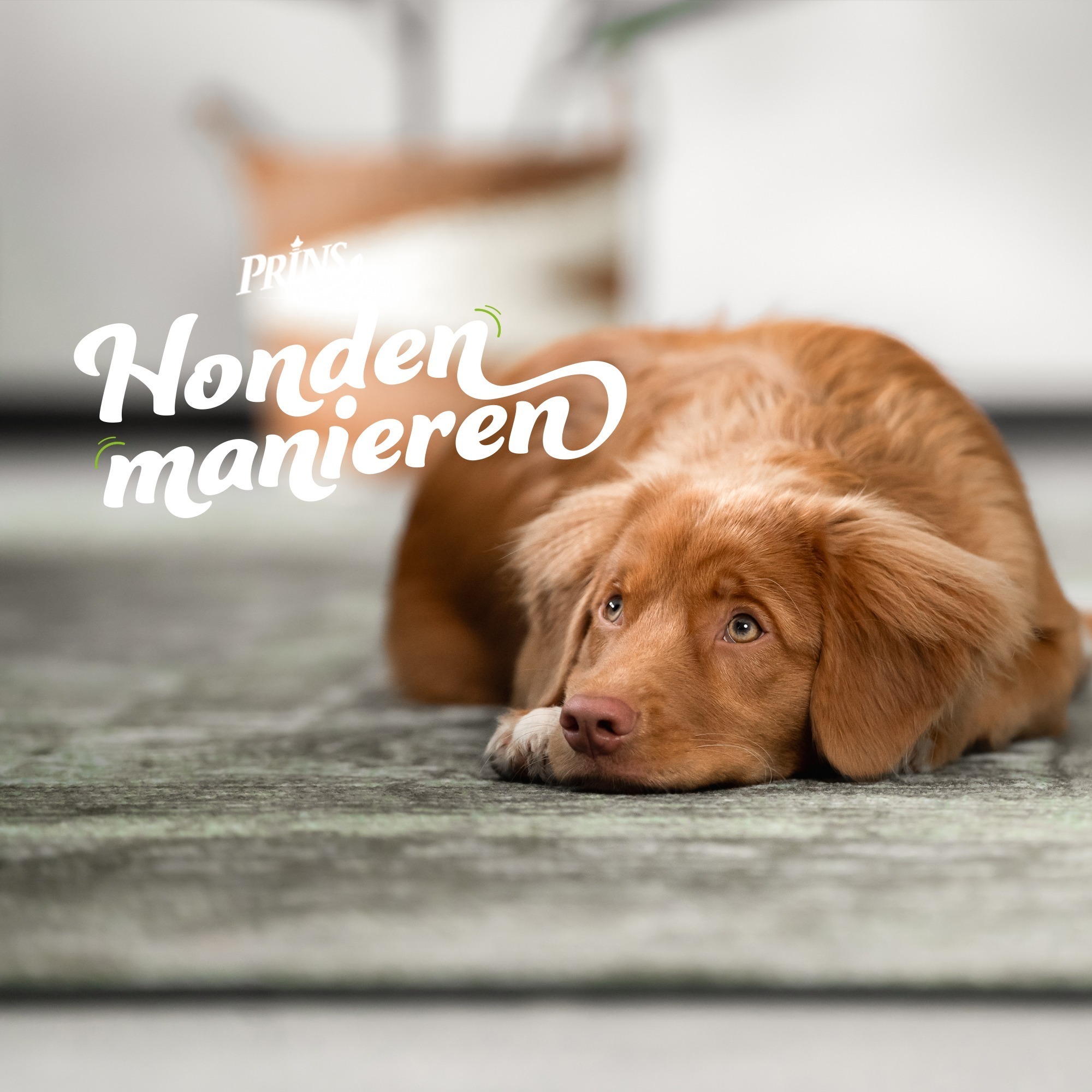 Afl. 9: Help mijn hond is bang, wat nu!? episode artwork
