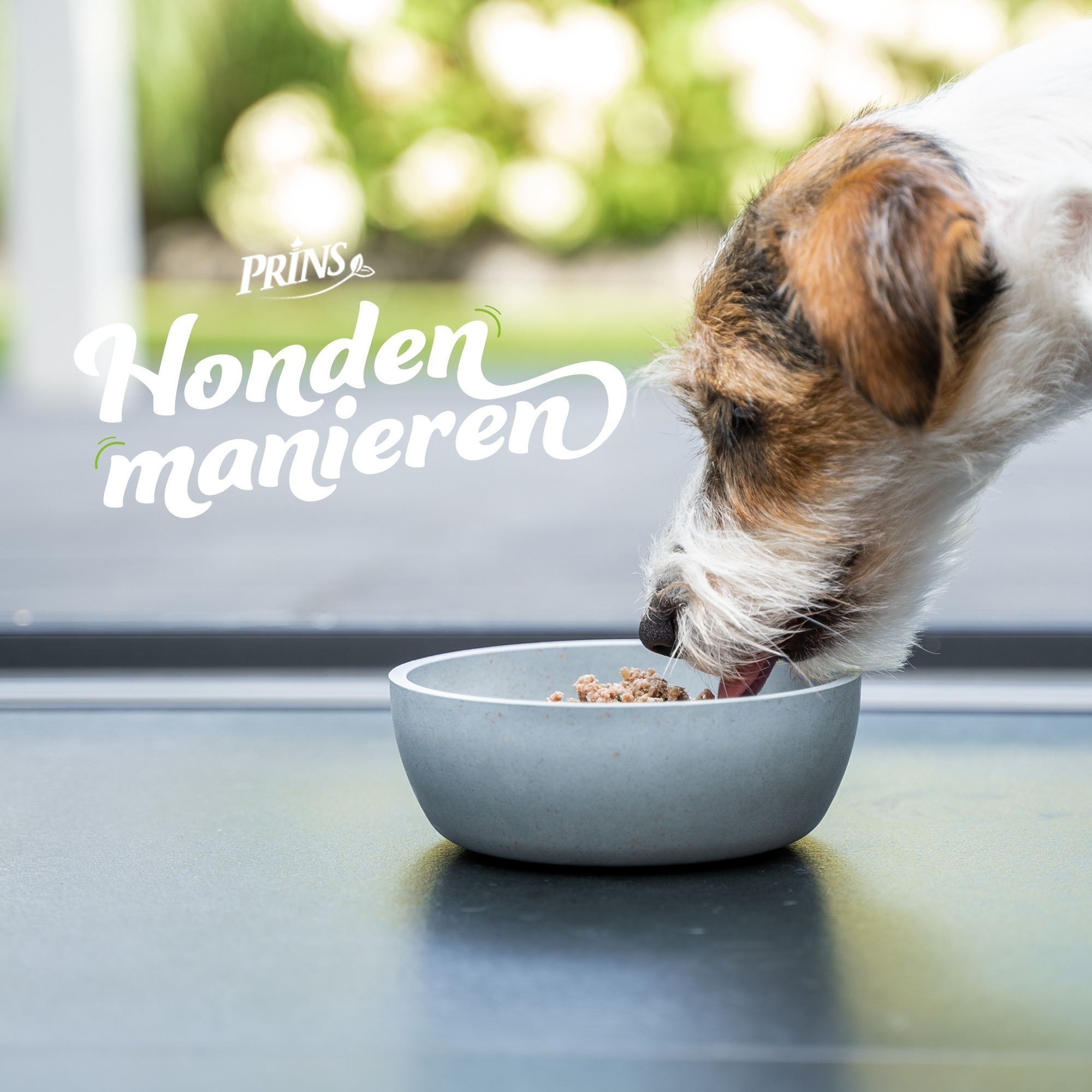 Hondenmanieren
