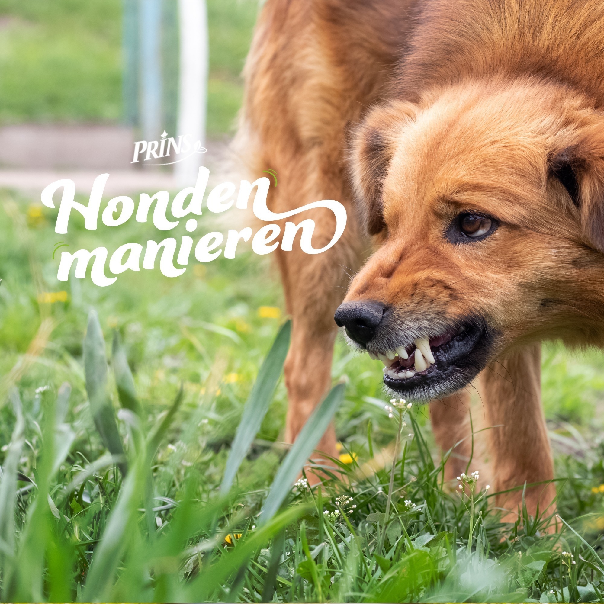Afl. 5: Wat zijn je rechten als jouw hond gebeten wordt? episode artwork
