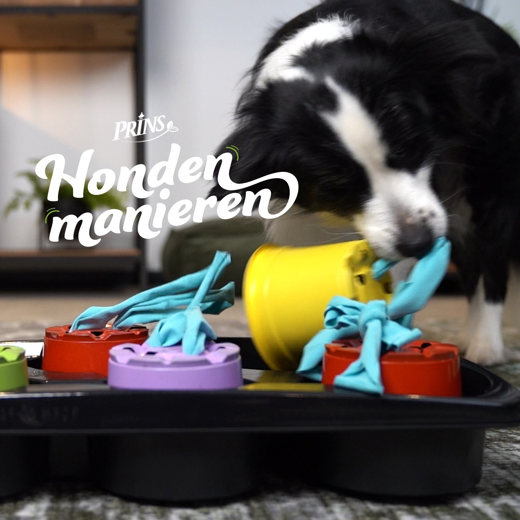 Afl. 6: Daag jouw hond uit met hersenwerk! episode artwork