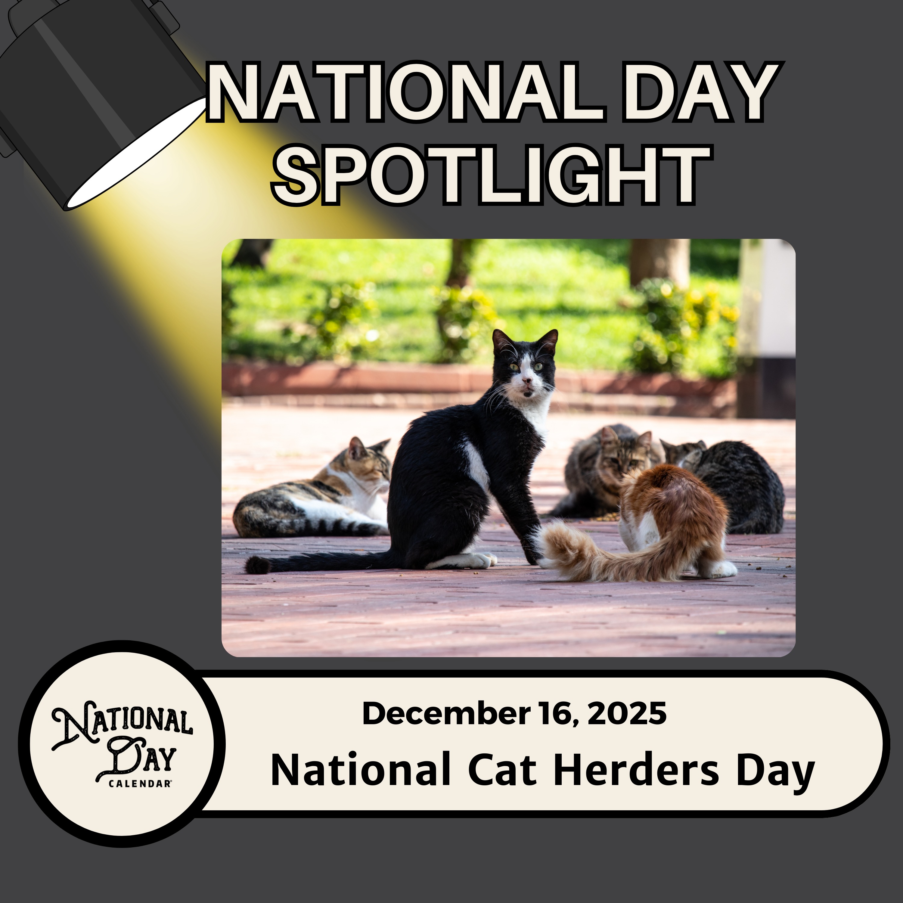 National Cat Herders Day