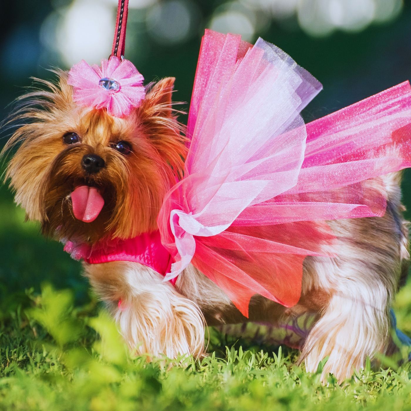 Luxury on Four Paws: Designer-Inspired Style for Dogs episode artwork