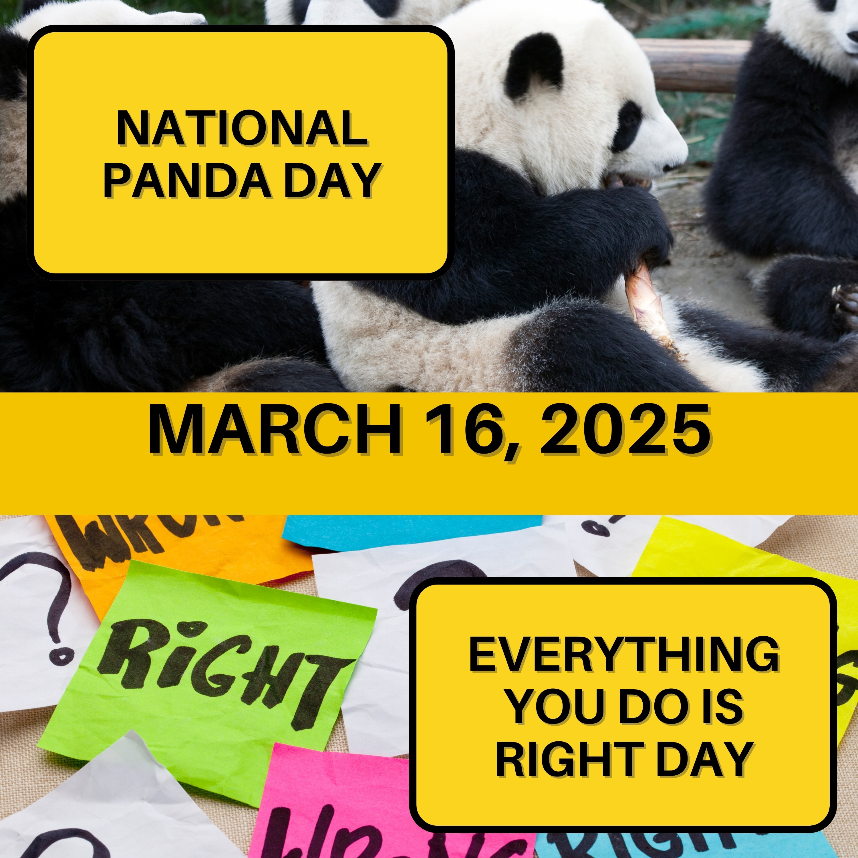 National Panda Day & Everything You Do Is Right Day