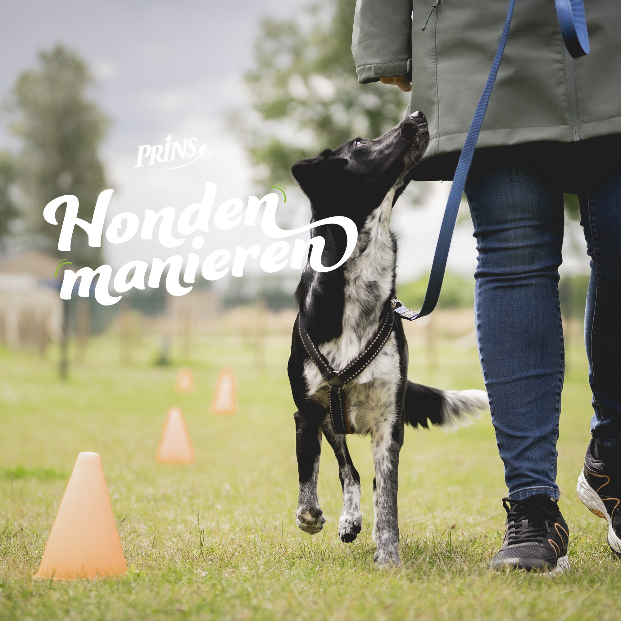 Hondenmanieren