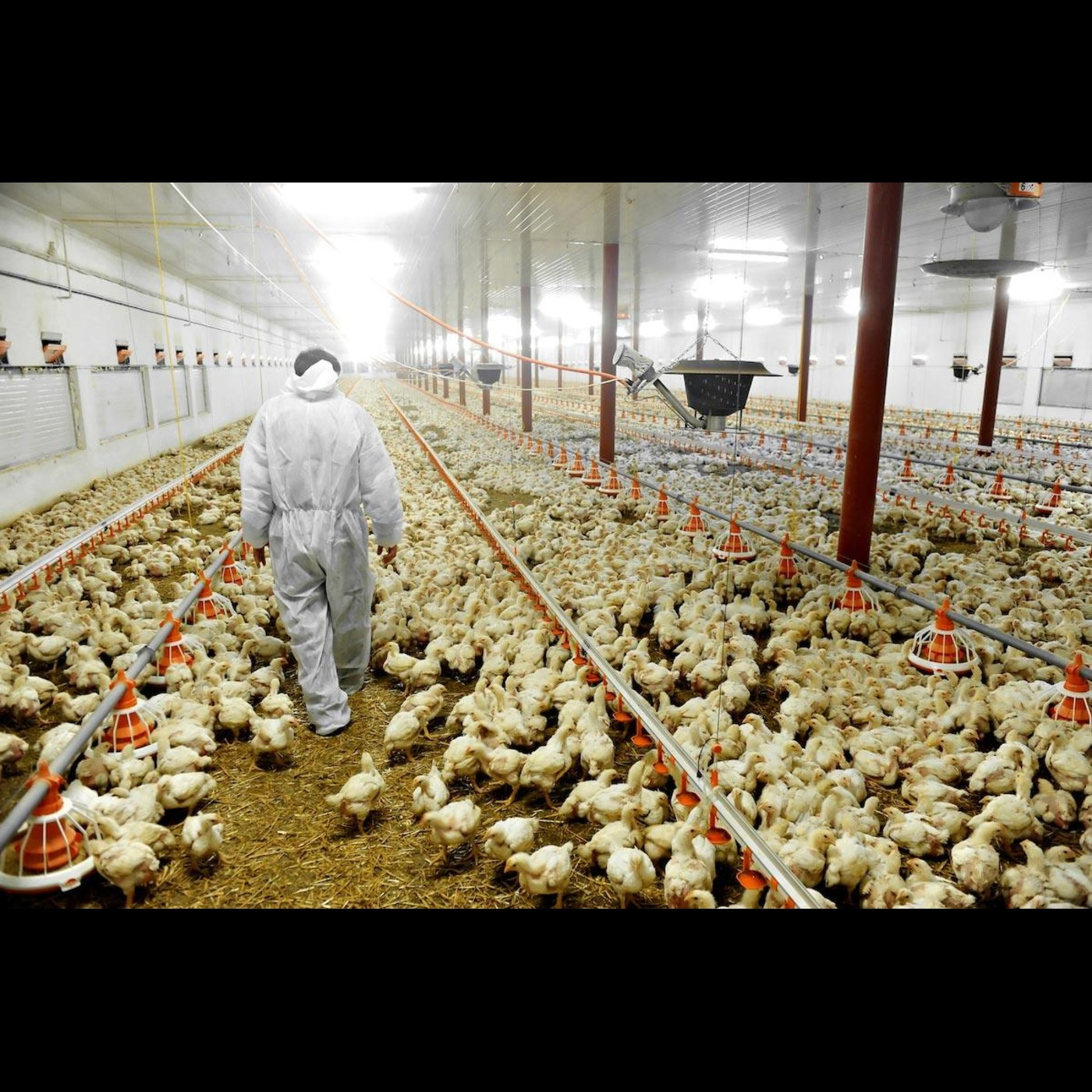 Neither CANADA nor MEXICO have killed a single chicken due to Bird Flu because mysteriously Bird Flu DOES NOT CROSS BORDERS episode artwork