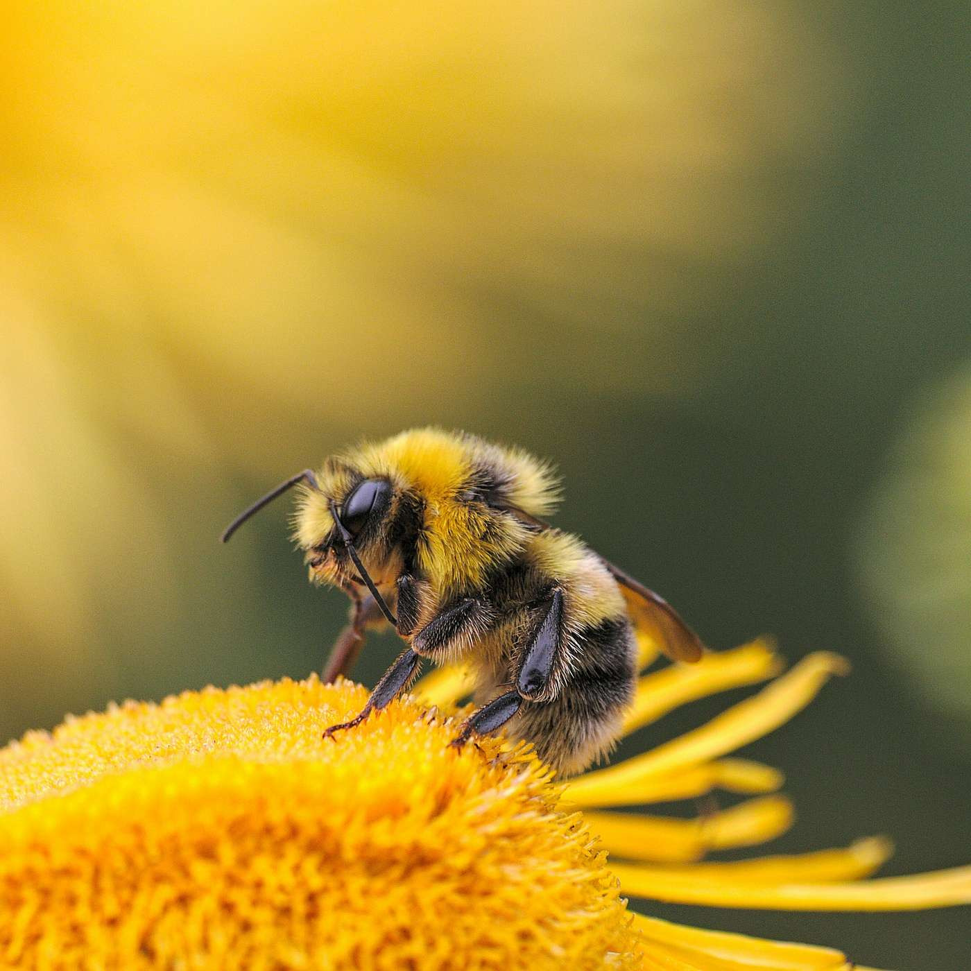 Episode 100 - Interview With Benny the Beekeeper 🐝🎙️