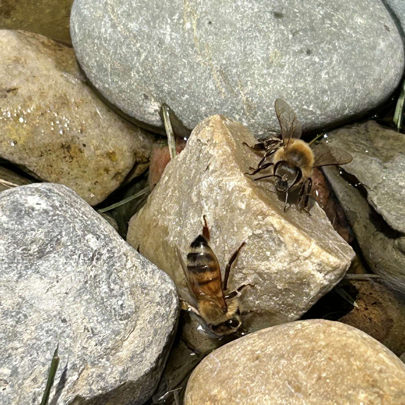 Episode 104 - The Bee Buzz (24): Updates, Q&A, and Upcoming Interviews 🐝💬