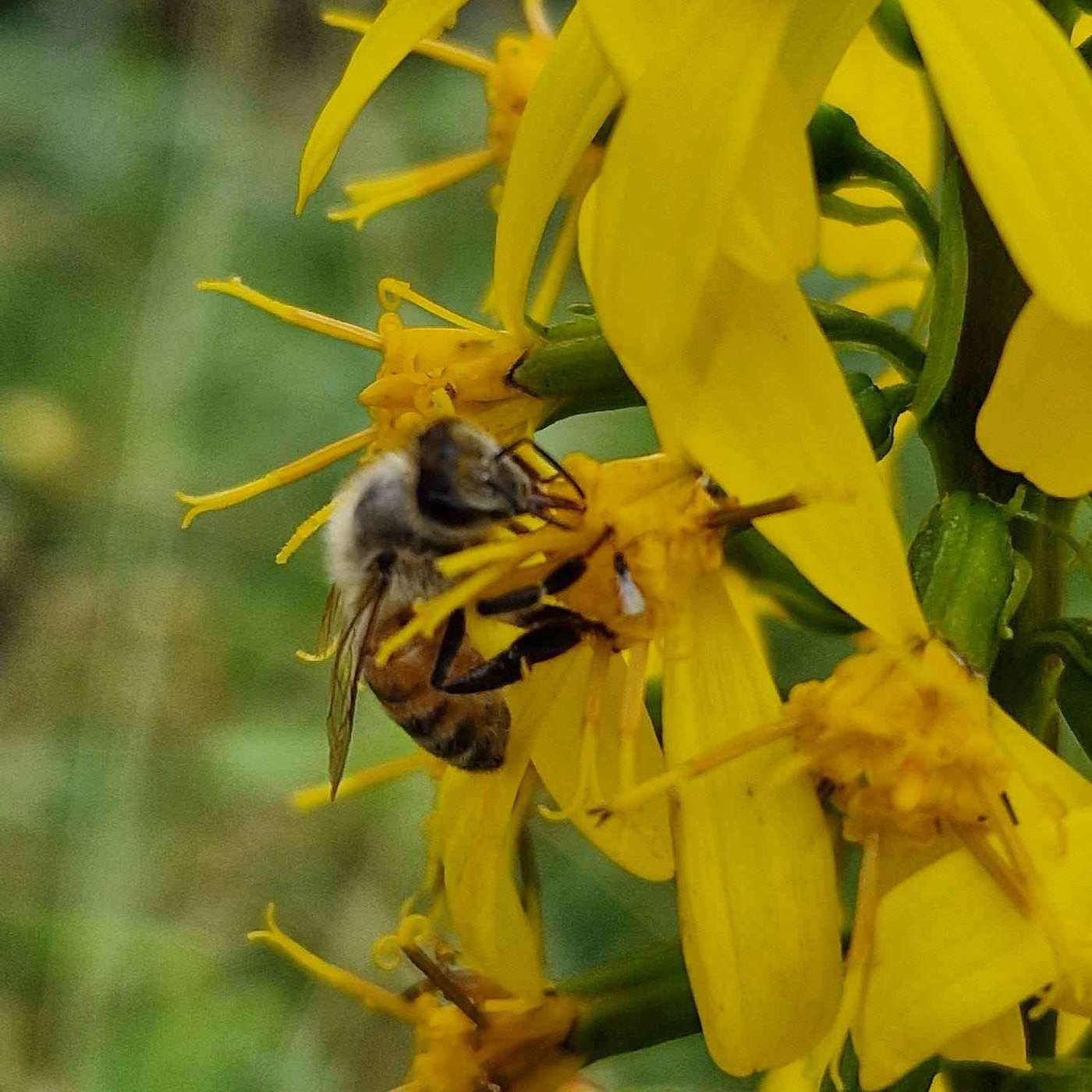 Episode 98 - The Bee Buzz (23): Life Updates and Q&A 🐝💬