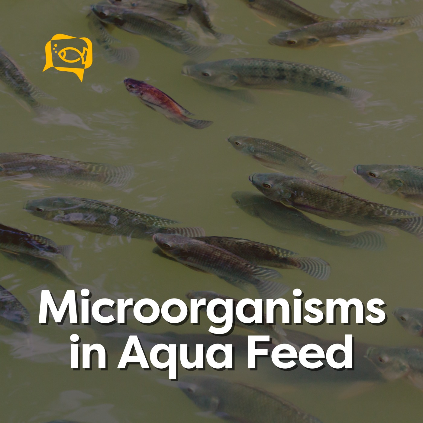 Microorganisms in Aqua Feed | Ep. 04