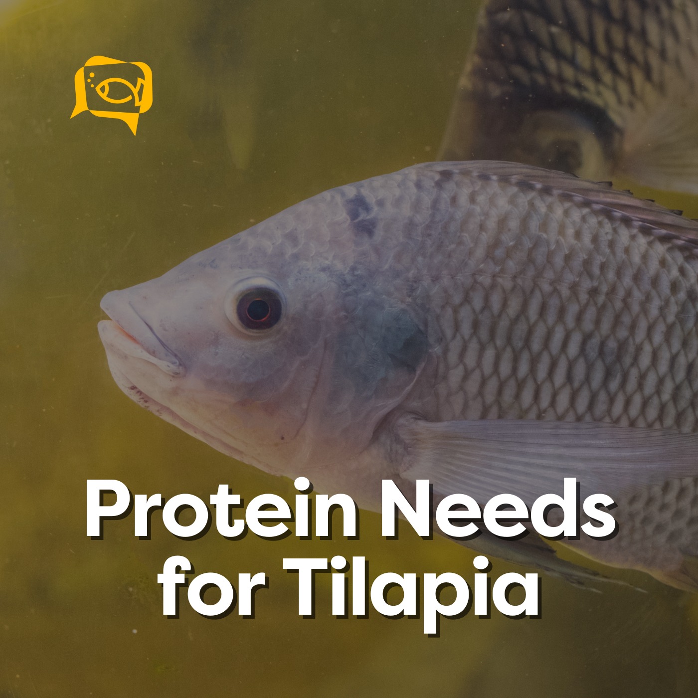 Protein Needs for Tilapia | Ep. 06