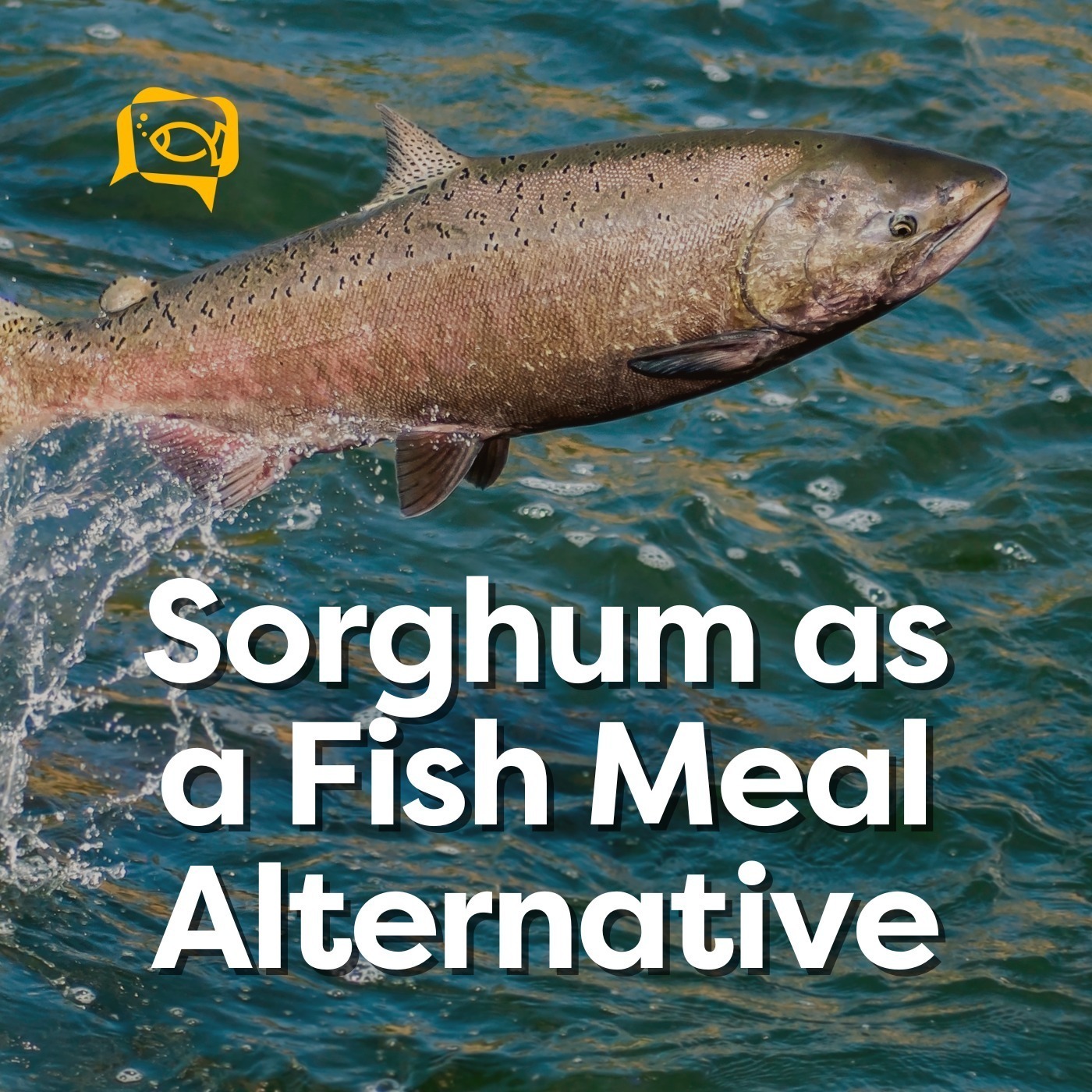 Sorghum as a Fish Meal Alternative | Ep. 01