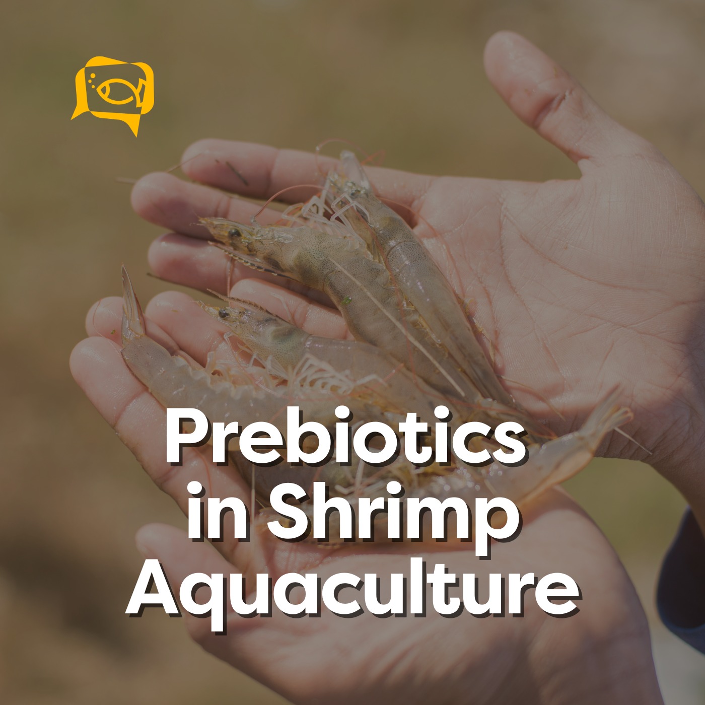 Prebiotics in Shrimp Aquaculture | Ep. 03