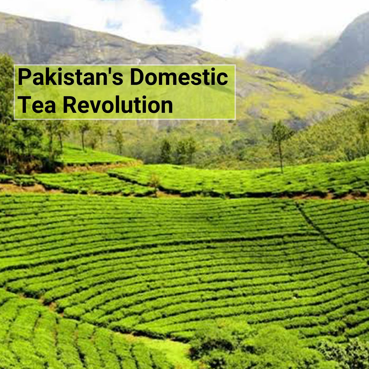 Tea News Recap | Brutal Tariffs Disrupt Global Trade Norms | Pakistan’s Local Tea Revolution | Wagh Bakri: India’s Most Trusted Tea