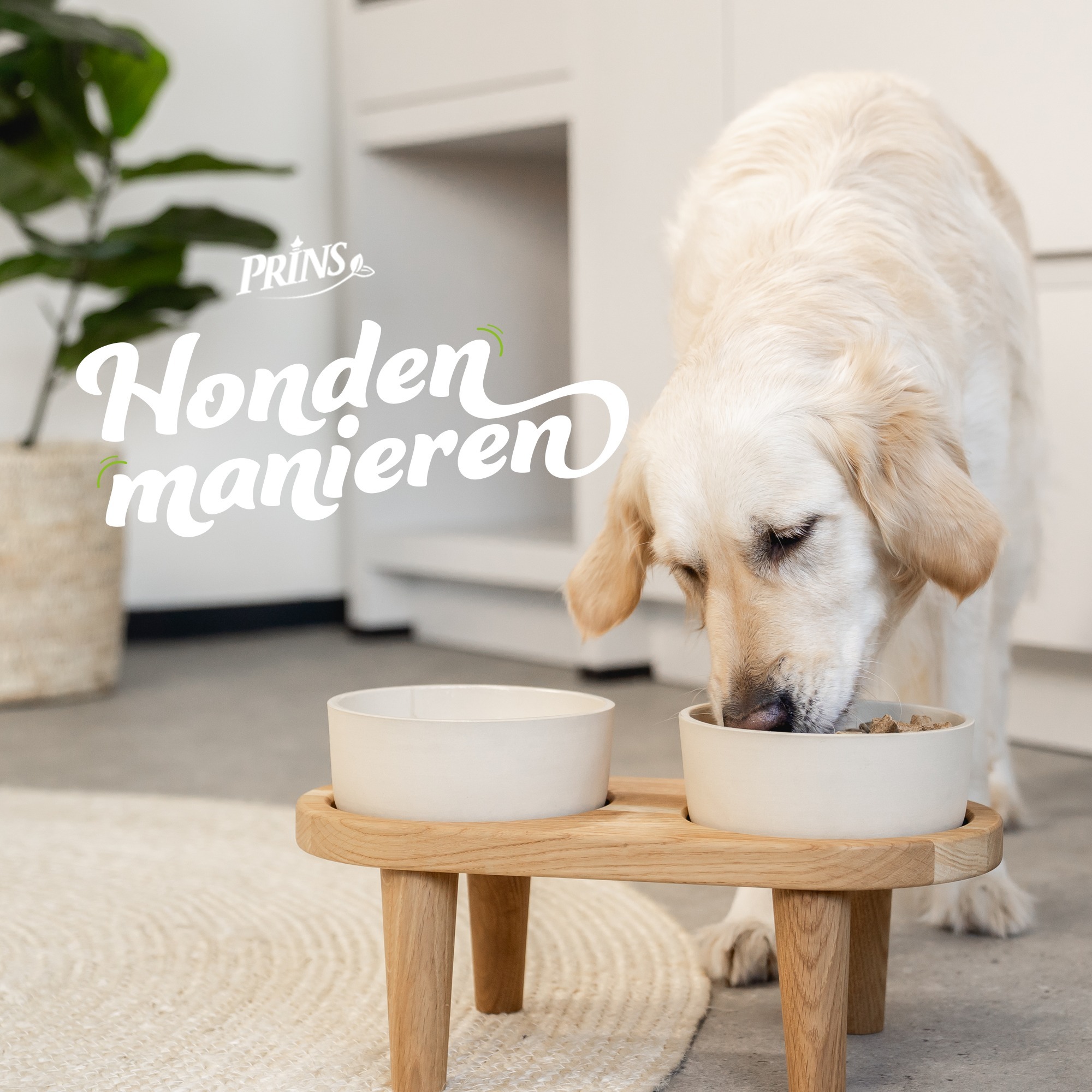 Hondenmanieren