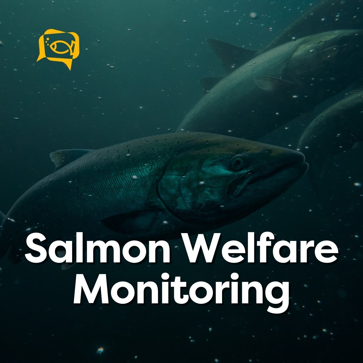 Salmon Welfare Monitoring | Ep. 09