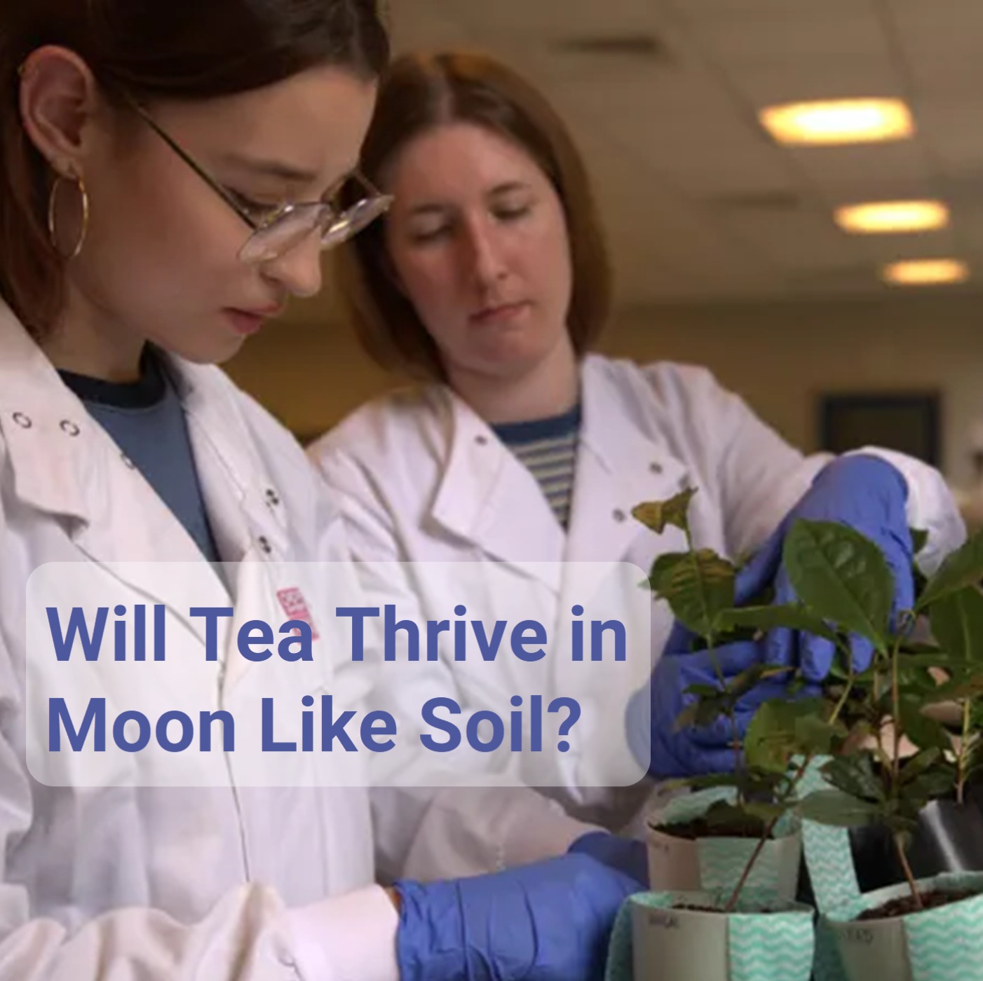 Tea News Recap | Scotland Tea Fraud Trial Ends in Conviction | India Tea Exports Resume to Iran | Will Tea Thrive in Lunar Soil?