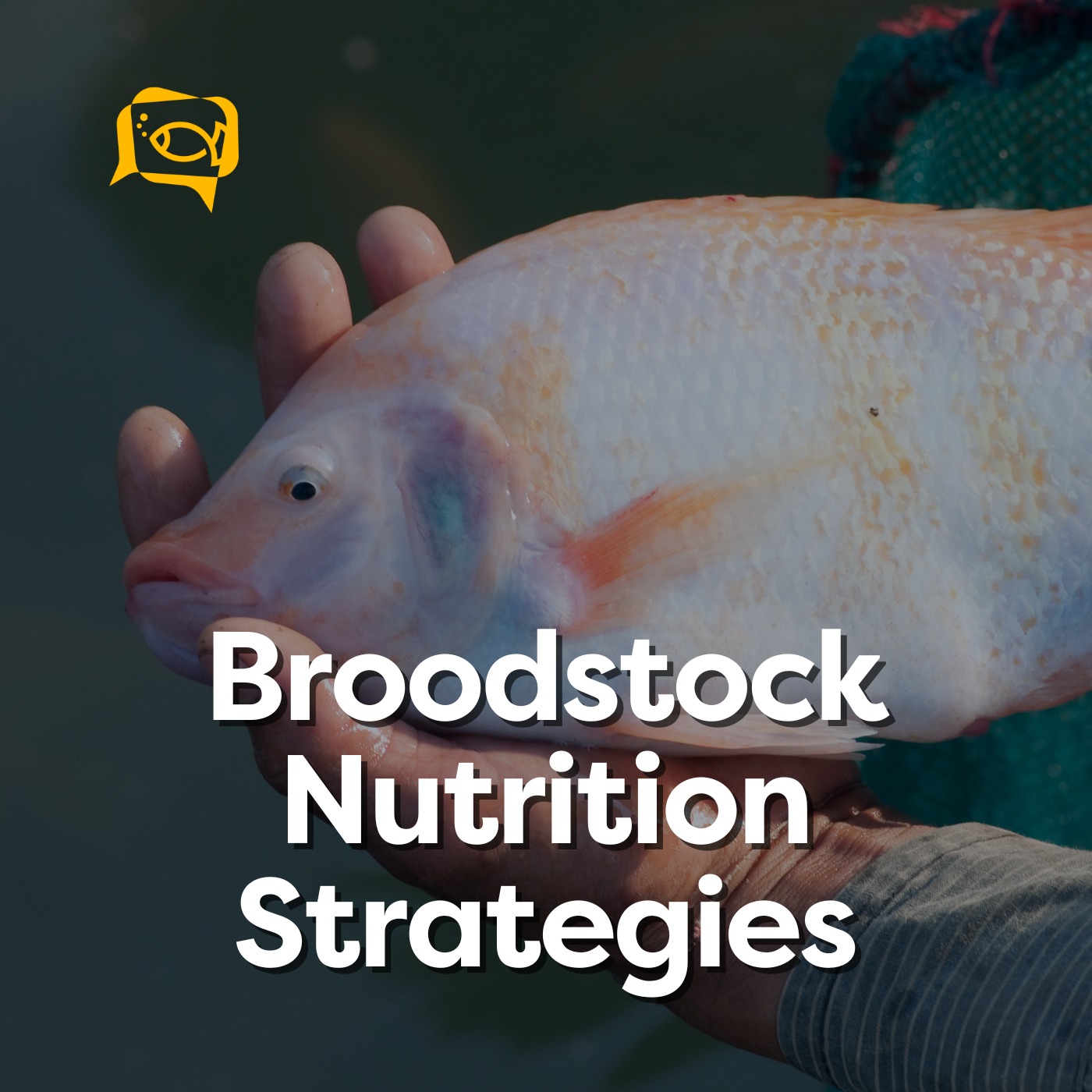 Broodstock Nutrition Strategies | Ep. 12