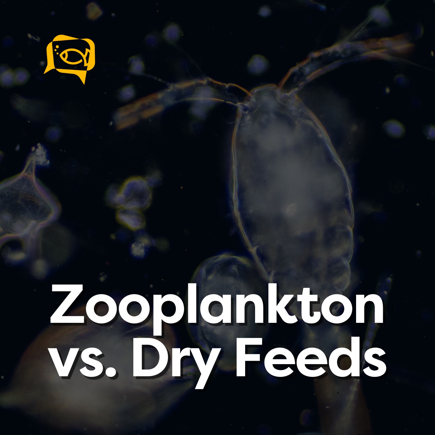 Zooplankton vs. Dry Feeds | Ep. 17
