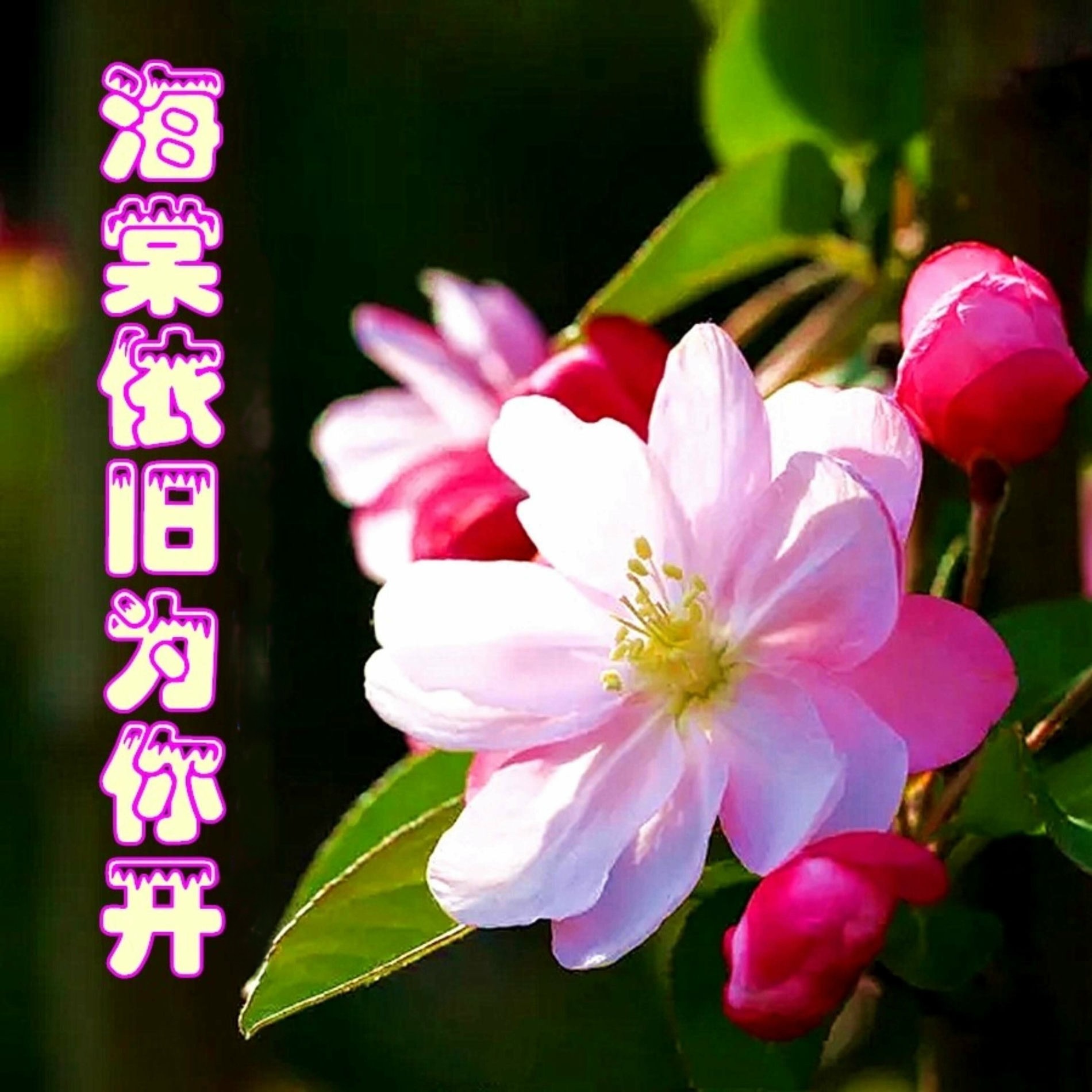 第130集：一支海棠出墙来