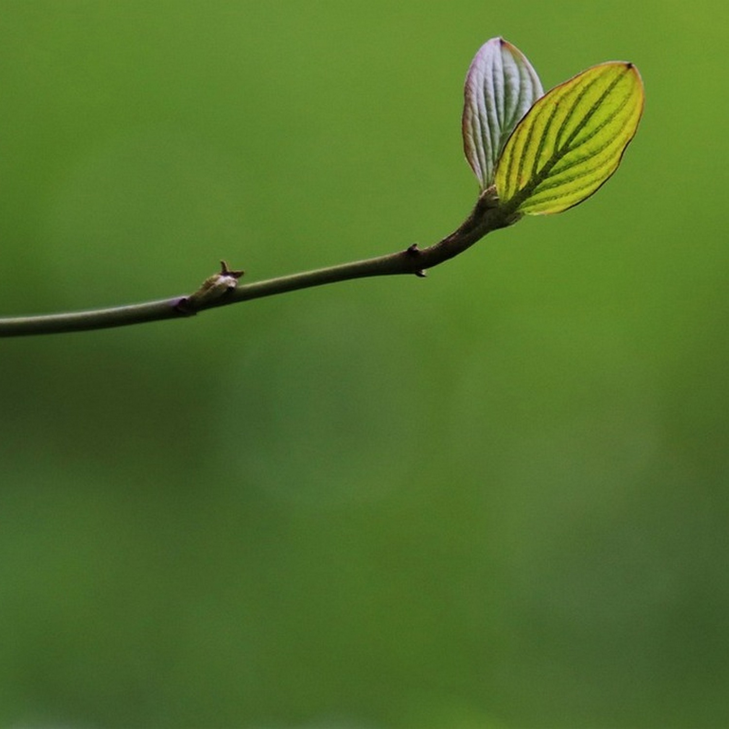 [ 2.2 廣東話聖經故事 - 與尼哥底母論重生 ]..... 神愛世人 | 不至滅亡 | 反得永生 | 不是要定世人的罪 | 乃是要叫世人因他得救 | 你聽我講