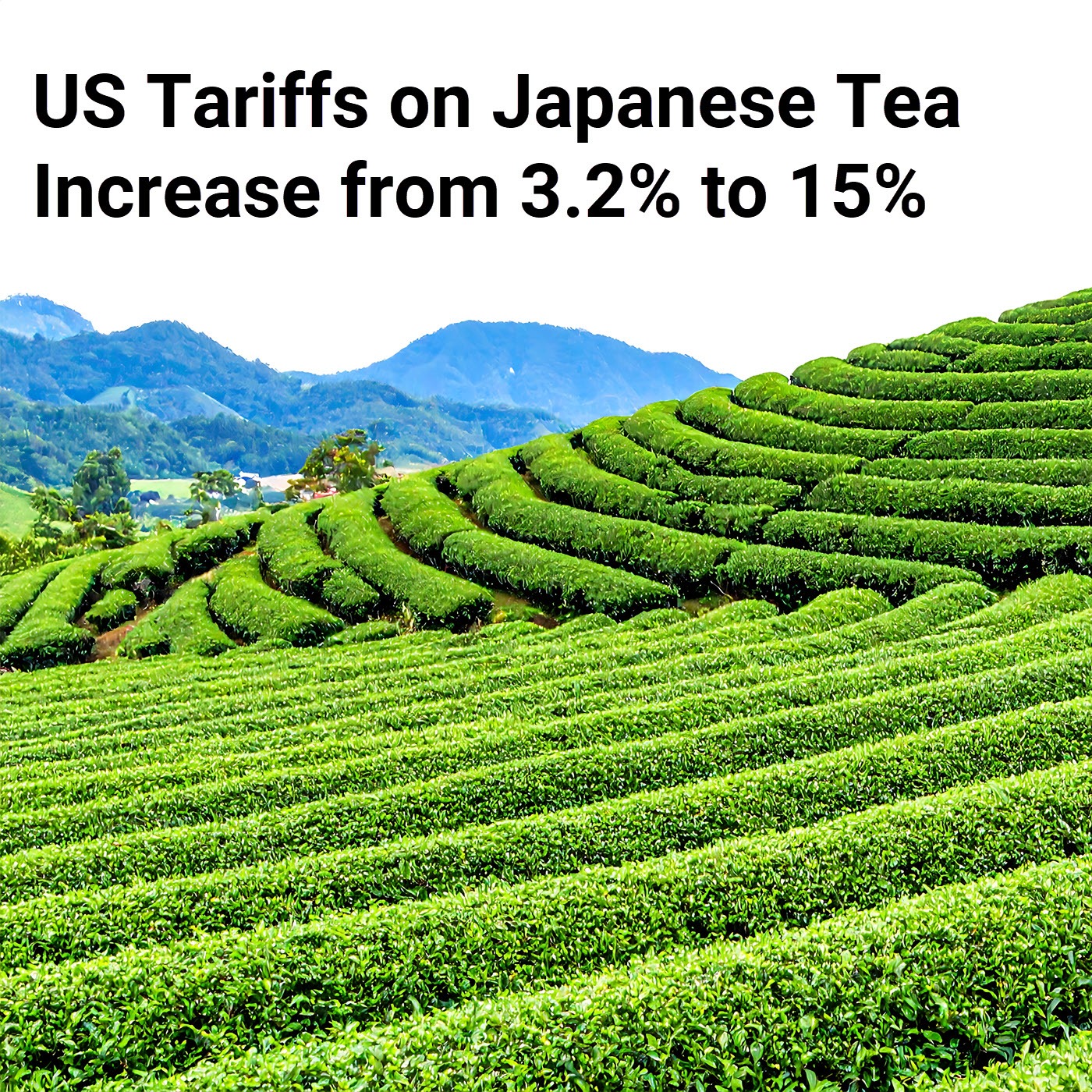 Tea News Recap | Trade Agreements Lock in High US Tariffs | Christmas Retail in July | Tea Vendors Halt Sales in Karnataka