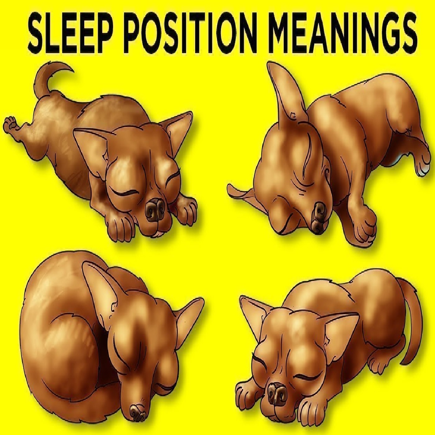 What Your Dog’s Sleeping Position Reveals About Them