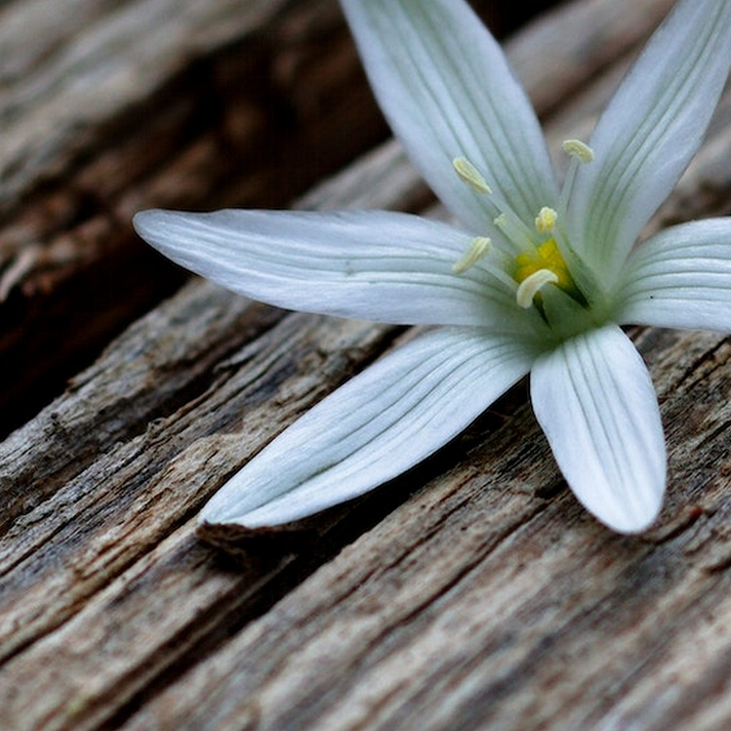 [ 4.1 廣東話聖經故事 - 耶穌使少年人復活 ]..... 迦百農 | 百夫長的僕人 | 信心 | 寡婦 | 送殯 | 憐憫 | 死人復活 | 猶太 | 傳道 | 上帝國的福音 | 你聽我講