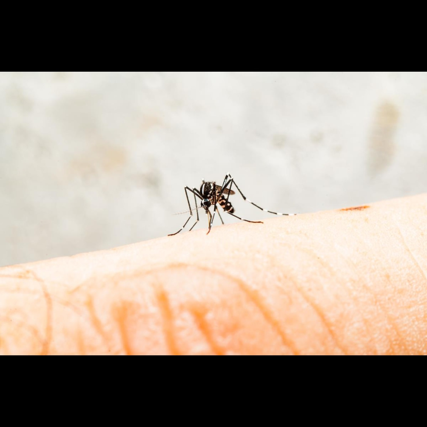China’s heavy-handed crackdown on chikungunya outbreak sparks controversy