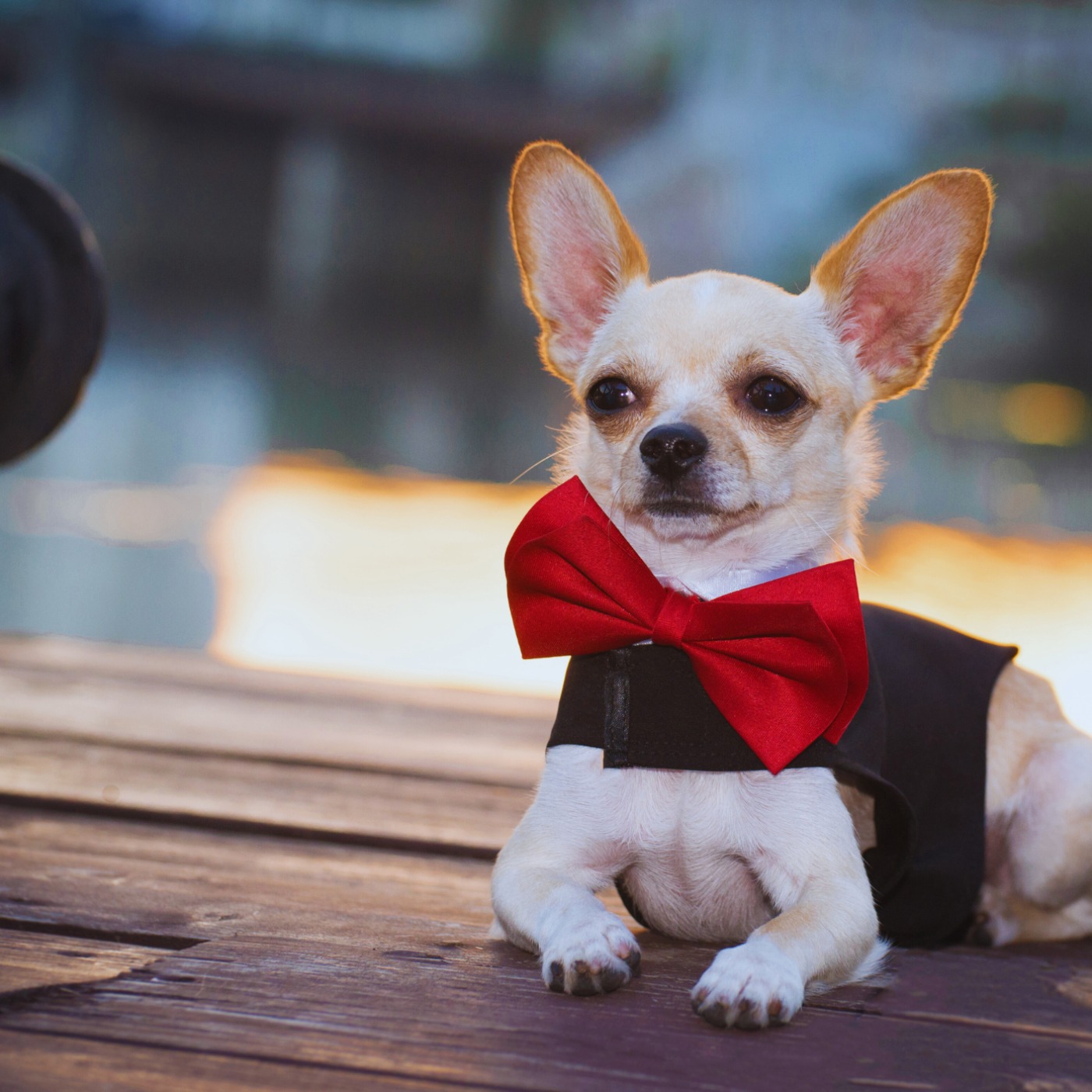 From Sidewalks to Runways: How Dog Streetwear Became a Global Trend episode artwork
