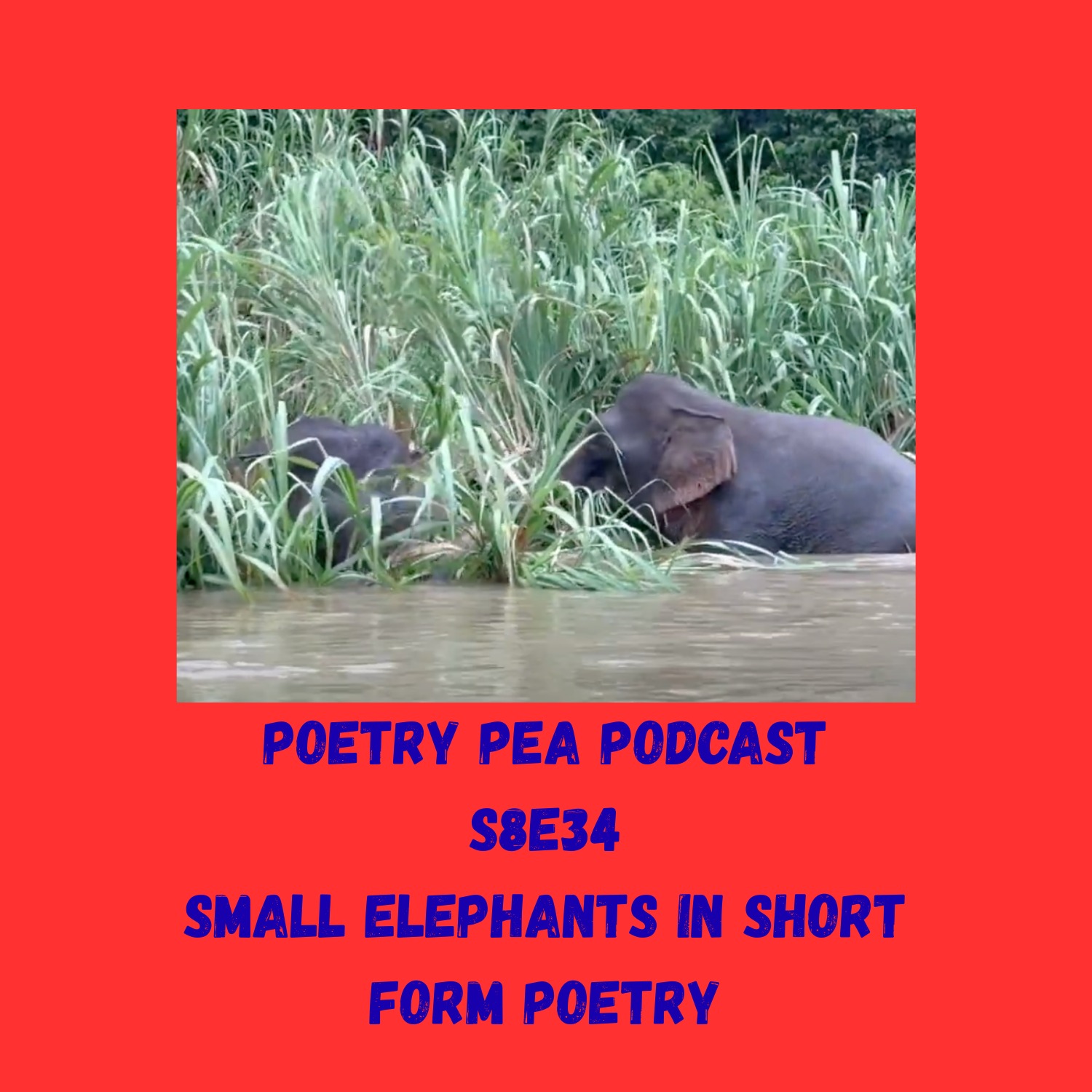 S8E34 Small Elephants in Short Form Poetry