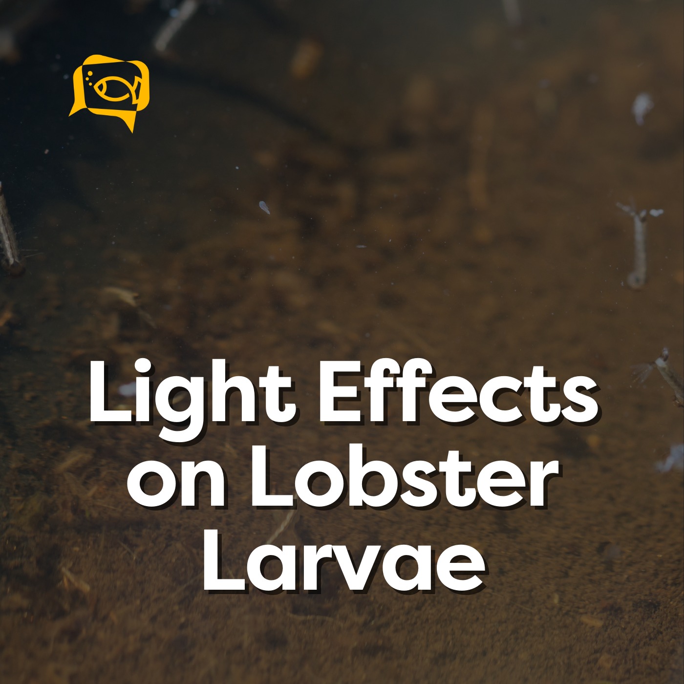 Light Effects on Lobster Larvae | Ep. 23
