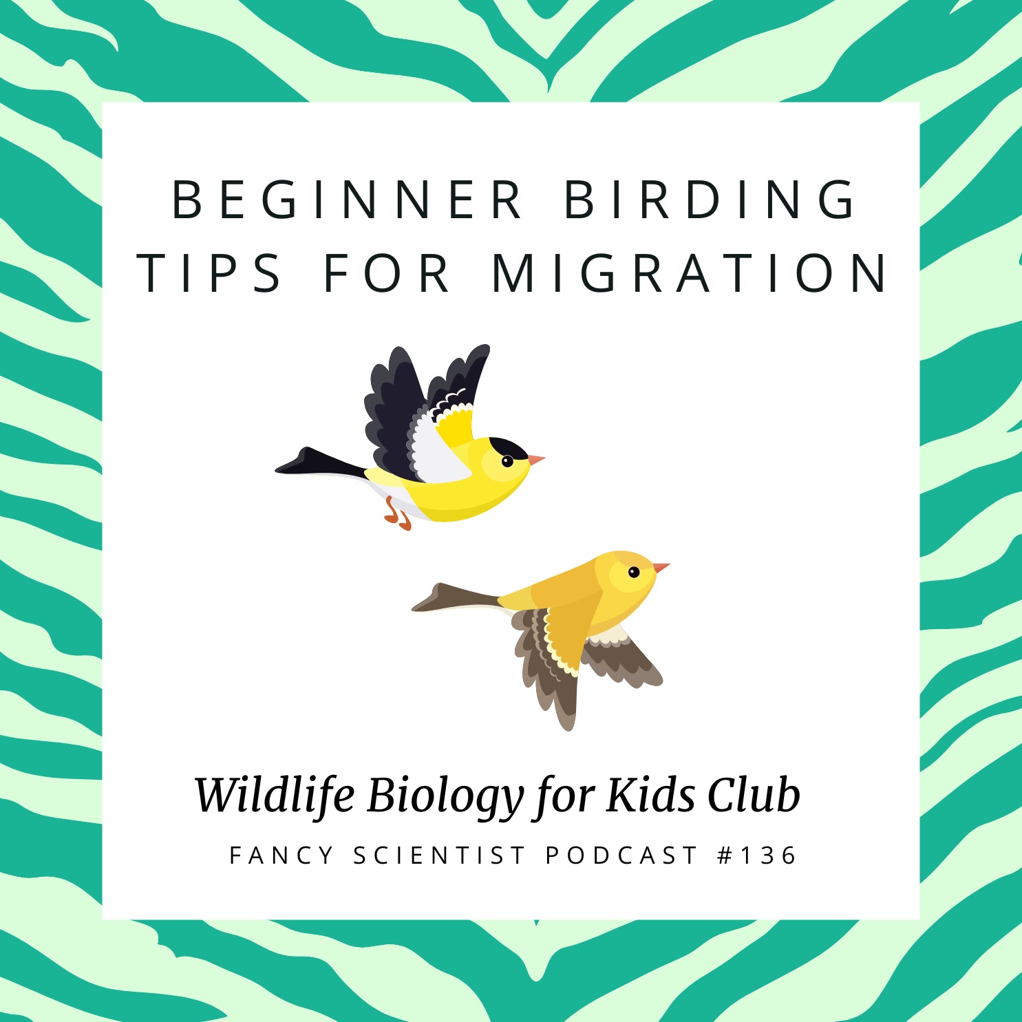 Beginner Birding Tips for Migration | Wildlife Biology for Kids Club