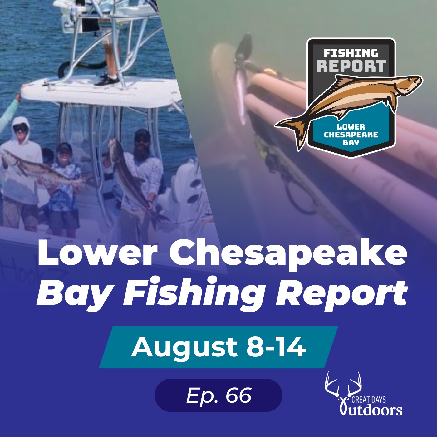 Cobia & Reds Sightfishing, Togs & Sheeps, Diving the Bridge and Windmills