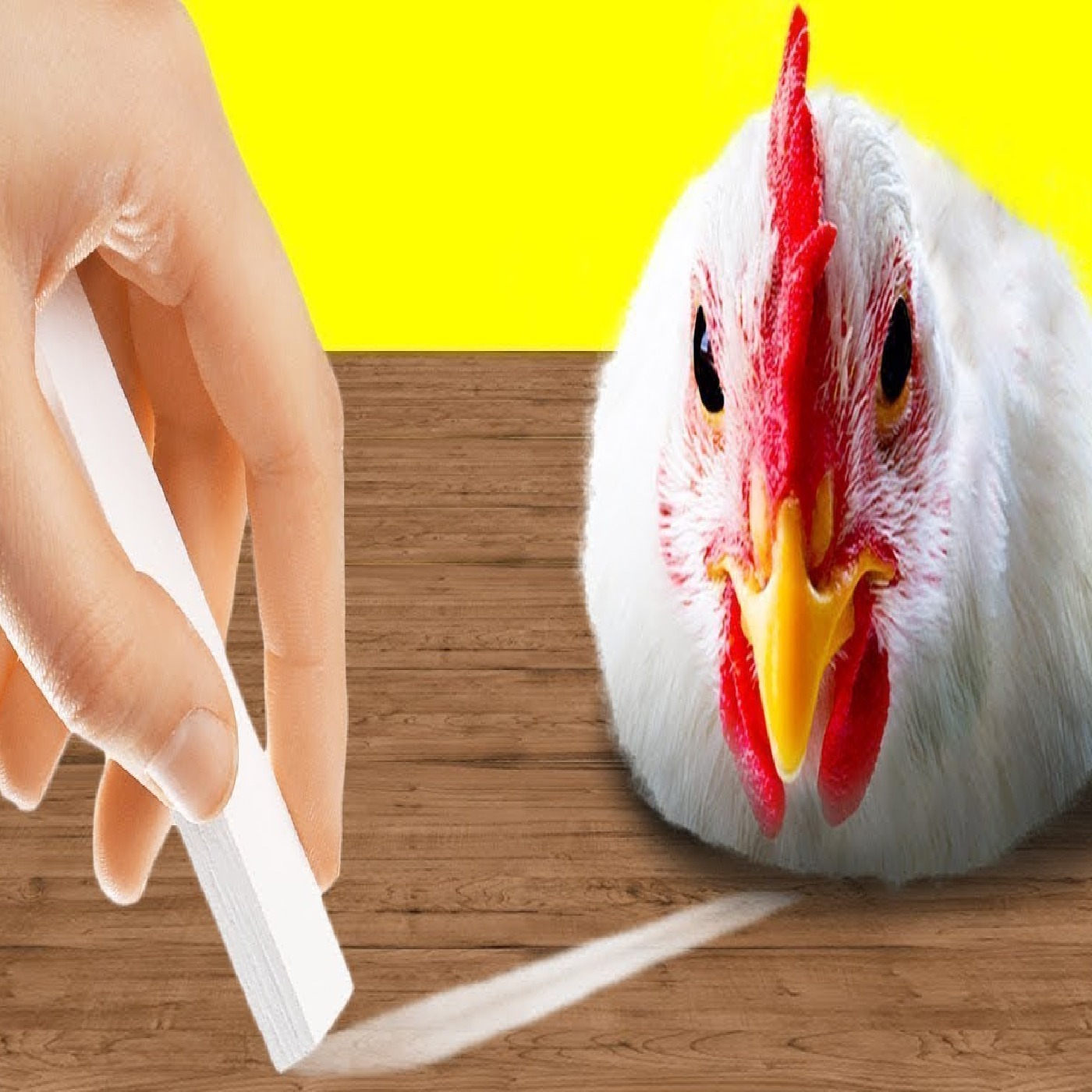 Things That Hypnotize Every Animal