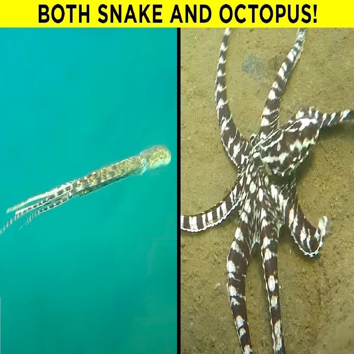 Unbelievable Things Animals Are Able To Do