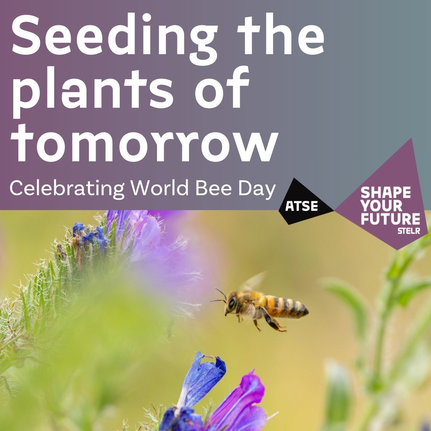 Seeding the plants of tomorrow – Celebrating World Bee Day episode artwork