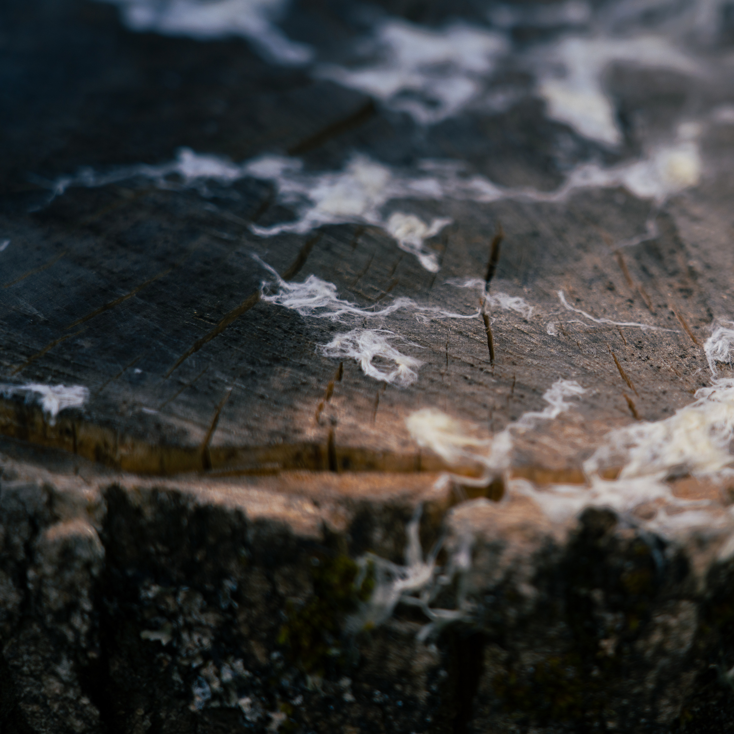 walks in the continuous field podcast artwork