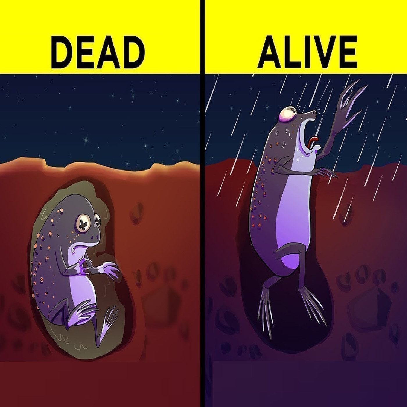 Most Amazing Animals in the World