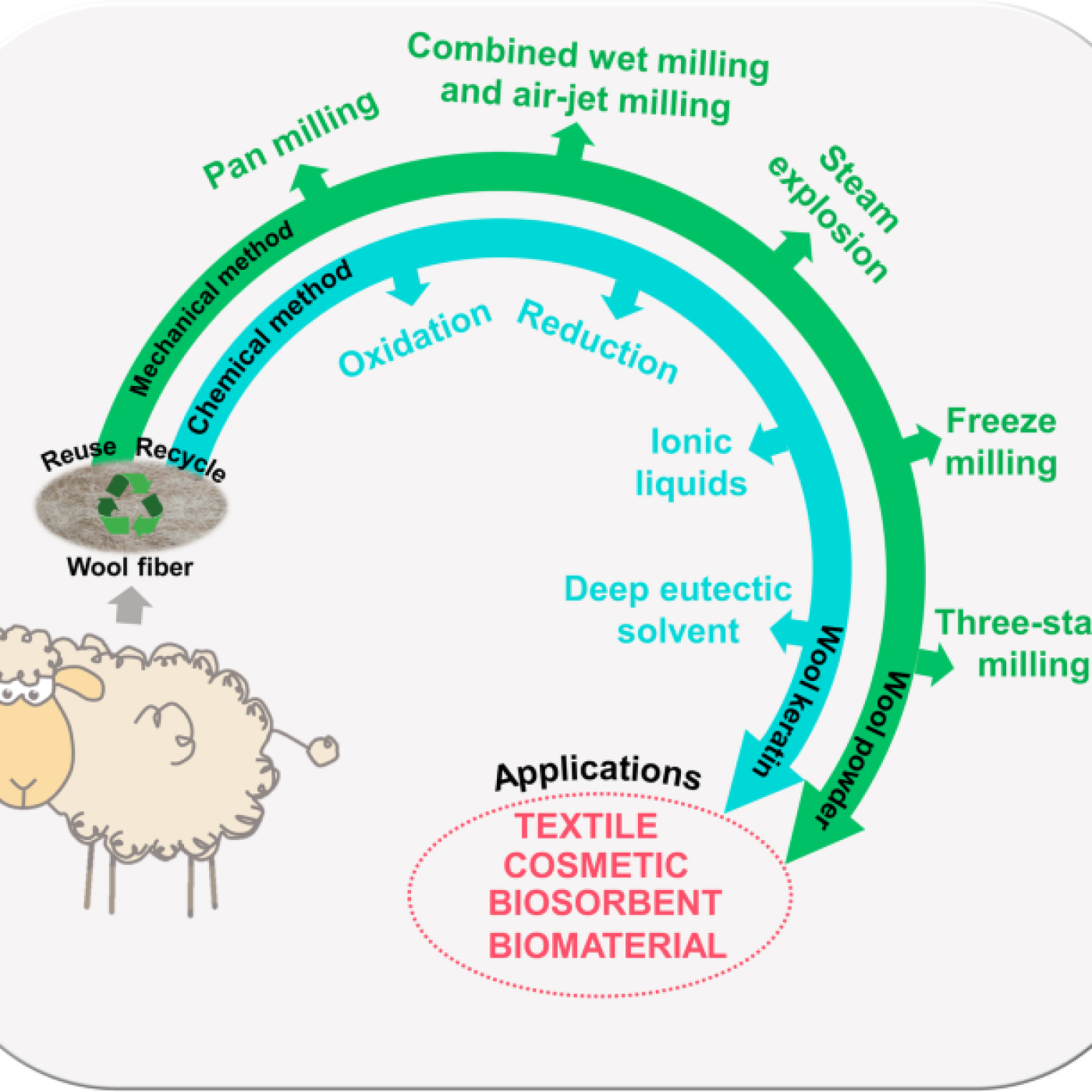 Could Sheep Wool Help Regrow Human Bone? episode artwork
