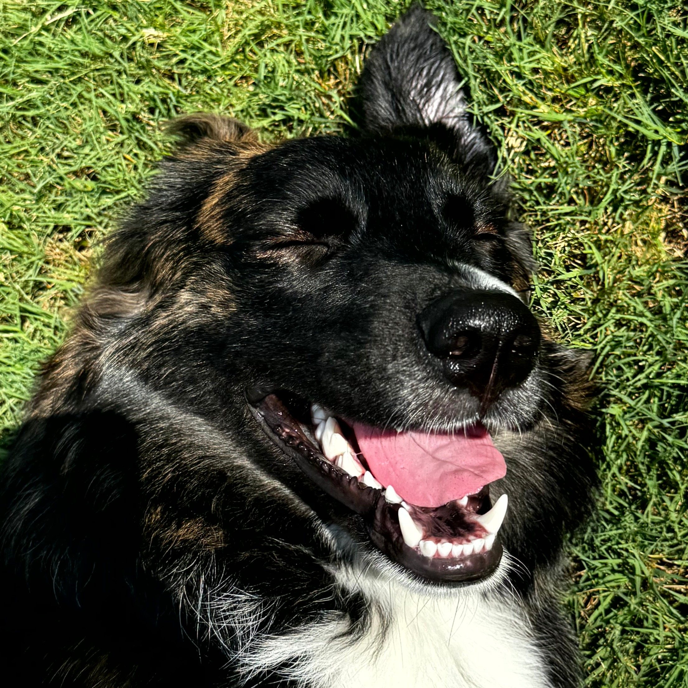 The Project Nori Podcast cover art