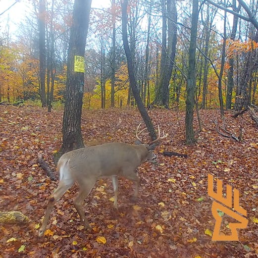 Whitetail Landscapes - Easy Midwest Hunting, Pressured Deer Behavior, Deer Habitat Master Class episode artwork