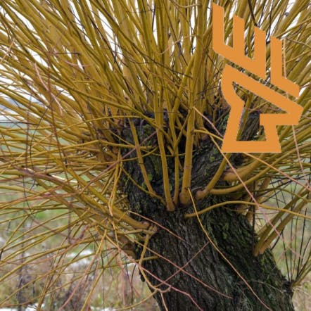 Whitetail Landscapes - Quick Cover, Wildlife Field Conversion and Plantings, Coppice and Pollarding Trees